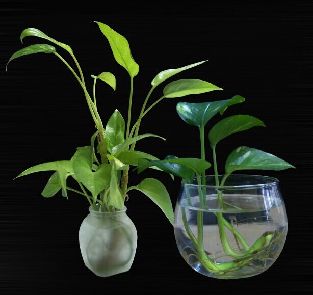 开云电竞：福建开始大力整顿“黑救护车”