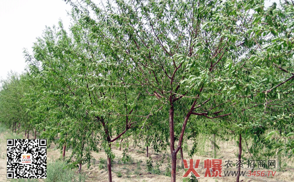 开云电竞官方网站|利物浦评分：萨拉赫当选最佳 首发球员全部好